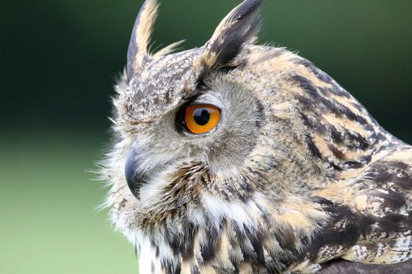 Houston Celebrates International Owl Awareness Day Avrebo